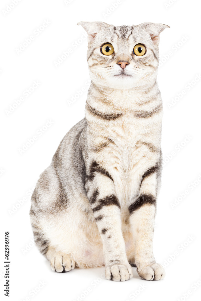 Obraz premium Cat isolated over white background