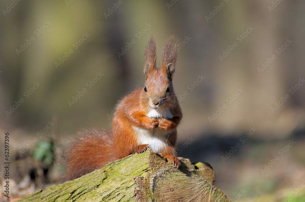 Squirrel. Squirrel.