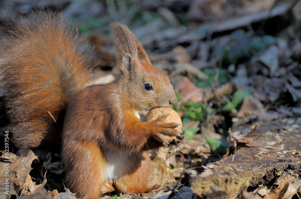 Squirrel. Squirrel.