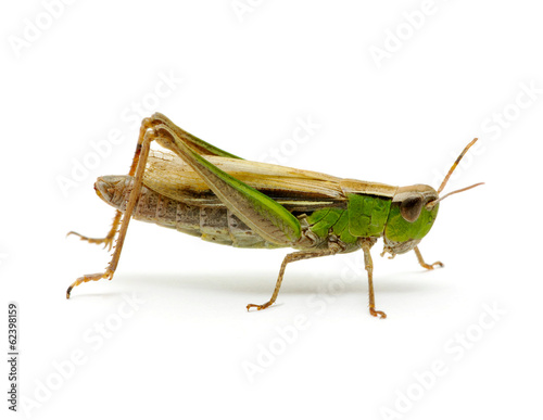 Fototapet grasshopper