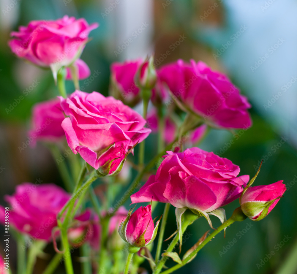 Pink roses in the garden