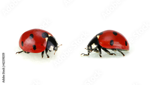 Ladybugs © Alekss