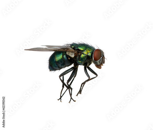 green fly © Alekss