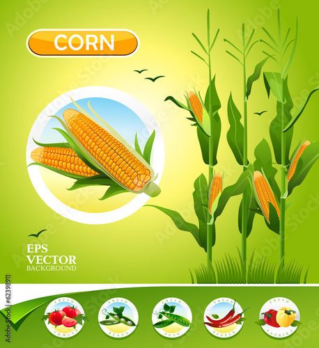 Vector vegetables. Corn