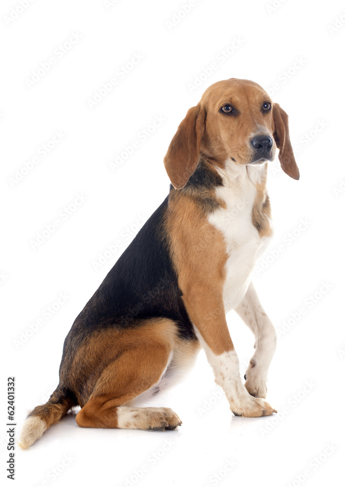 Beagle Harrier Beagle Harrier