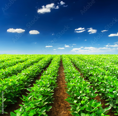 Rows on field. Agricultural landscape