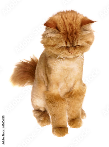 beautiful cute persian cat