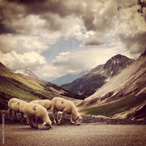 pecore in montagna
