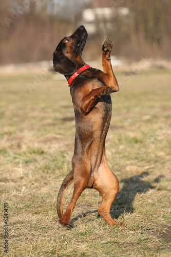 Bavarian Mountain Scenthound dog