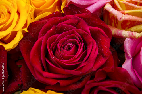 Red rose closeup