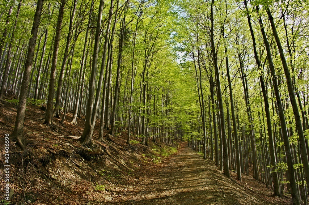 Obraz premium Zielony las