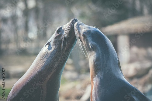 Deux otaries qui se font un bisou photo
