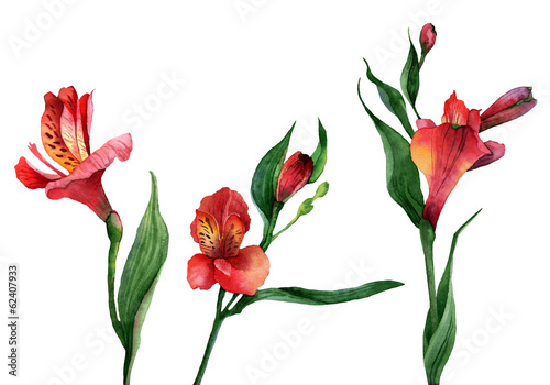 Set of isolated Alstroemeria flowers. Watercolor illustration