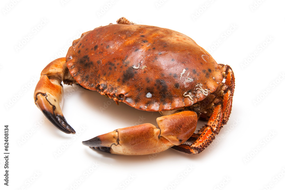 Cooked brown crab isolated on a white studio background. Cooked brown crab isolated on a white studio background.