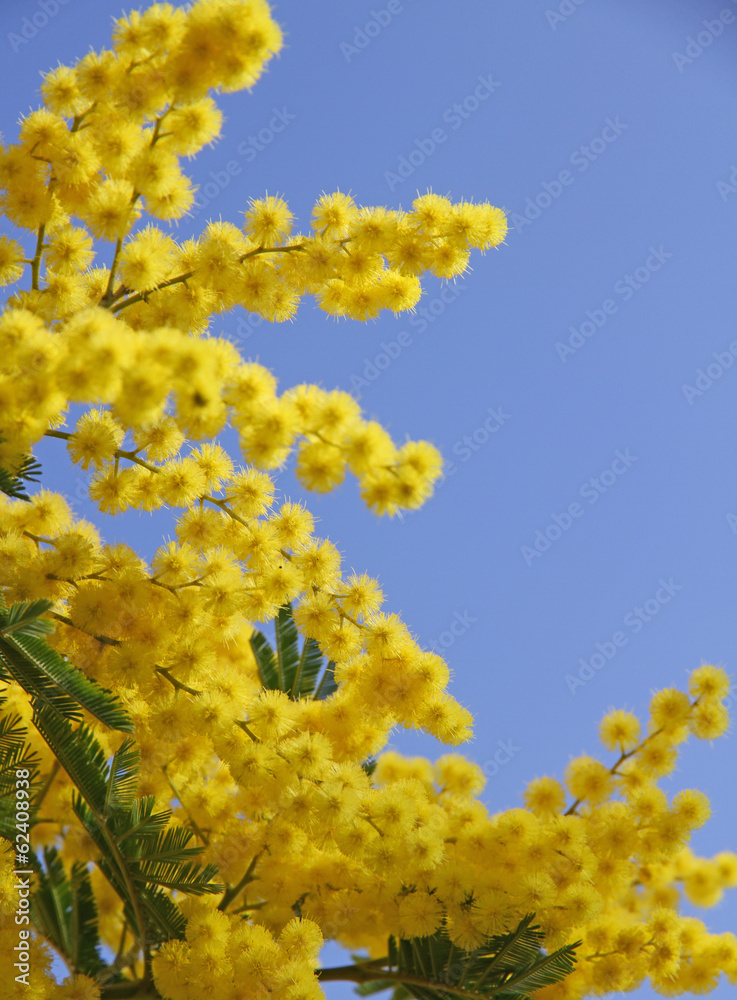 yellow mimosa in bloom and the blue spring sky yellow mimosa in bloom and the blue spring sky