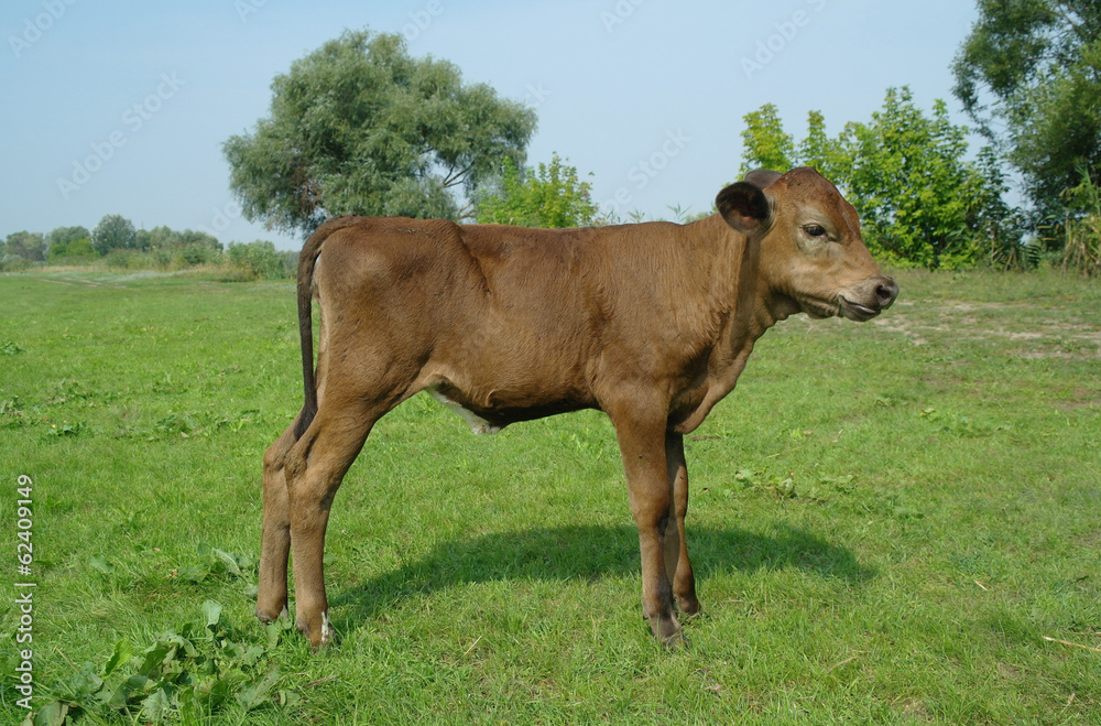 Young bull grazing in fresh pastures Young bull grazing in fresh pastures