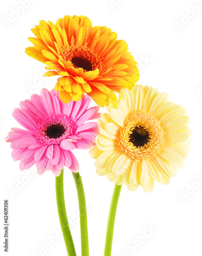 Composition with three gerberas isolated on white