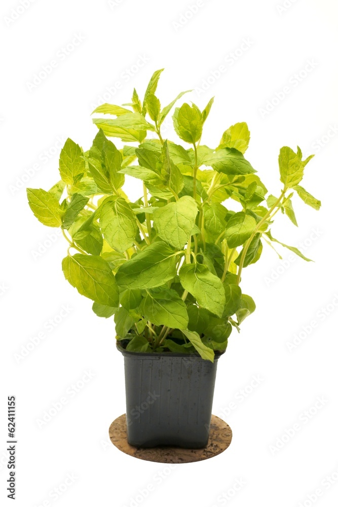 Mint in flowerpot on a white background