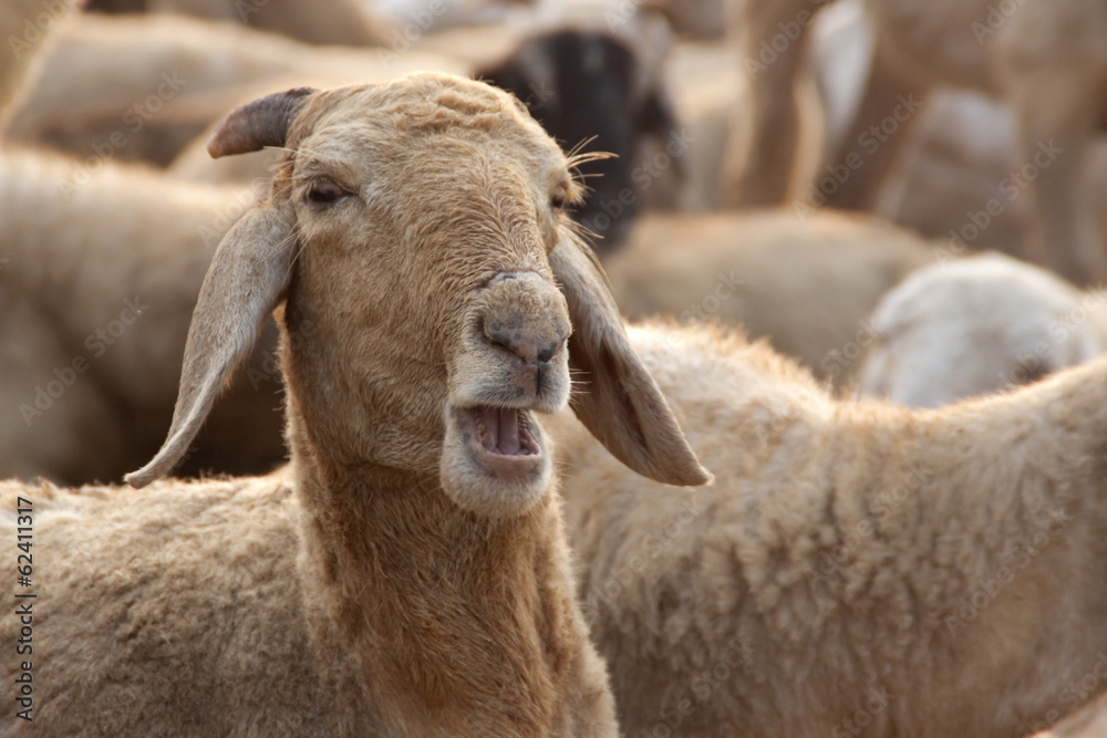 Fototapeta premium MHP#041113064917