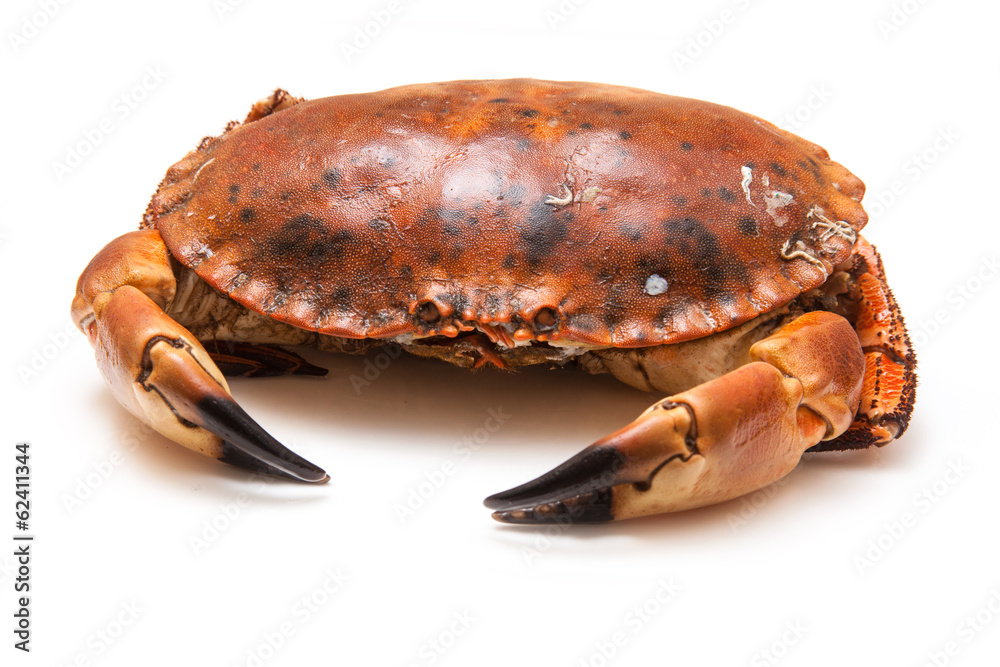 Cooked brown crab isolated on a white studio background. Cooked brown crab isolated on a white studio background.