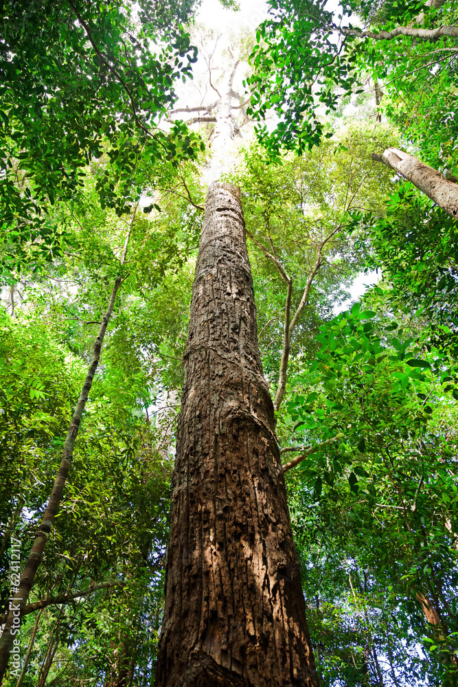 Fototapeta premium tree in borneo