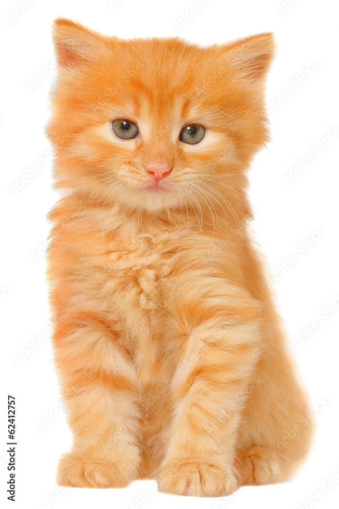 Orange kitten sitting isolated