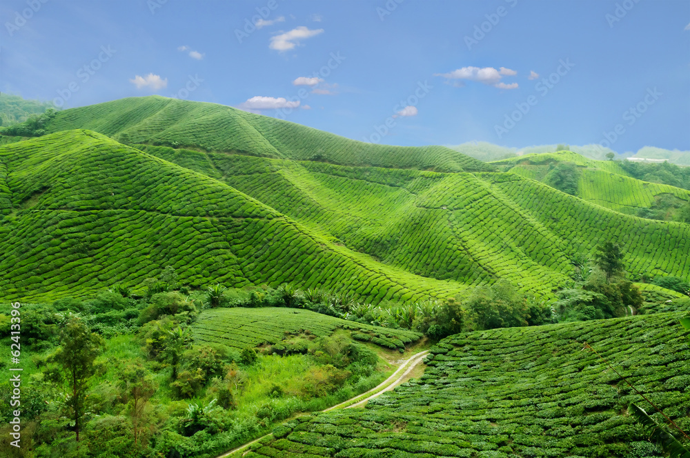 Tea plantation