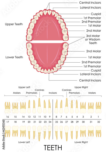 Human Dental Anatomy
