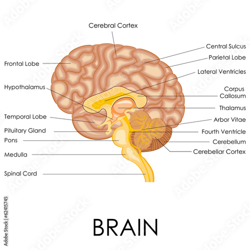 Human Brain Anatomy photo
