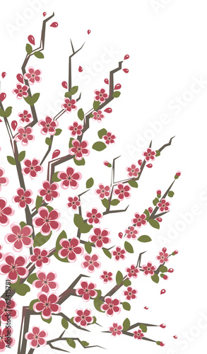 Sakura branch. Eps8 vector illustration. Isolated on white