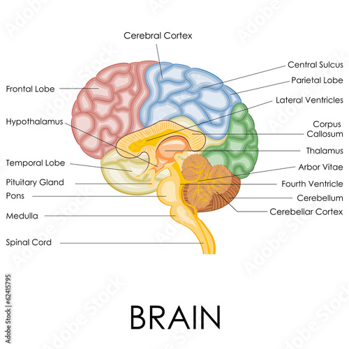 Human Brain Anatomy photo