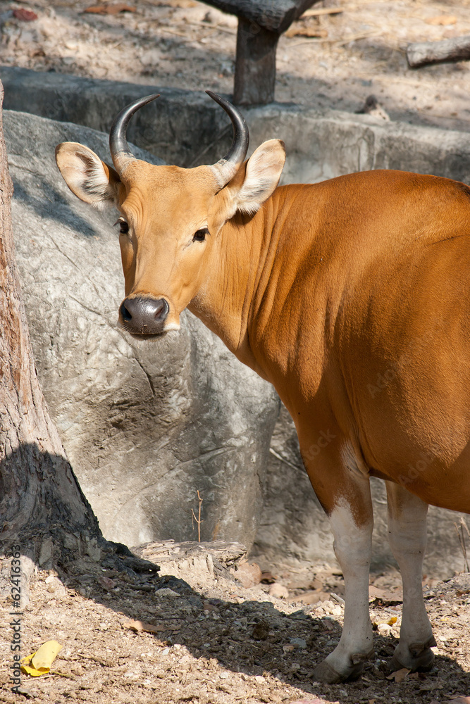 Banteng Banteng
