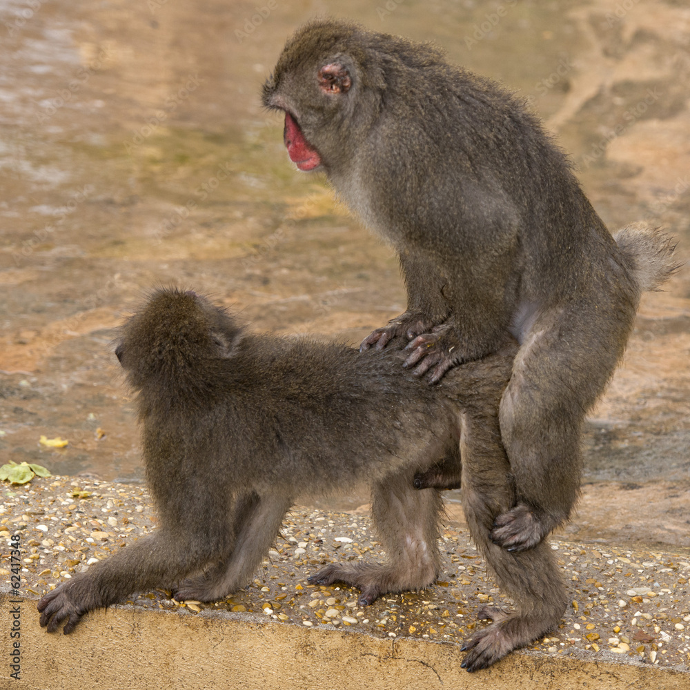 Two monkeys while having sex Stock Photo | Adobe Stock