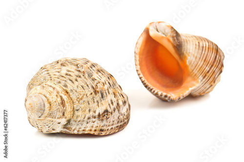 two shells