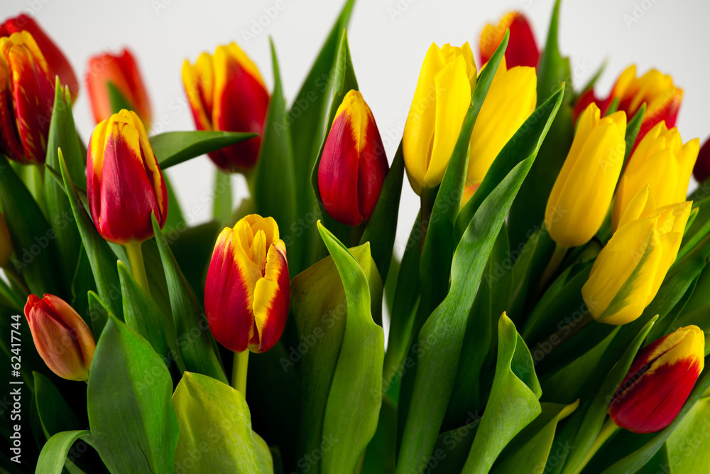 many tulips closeup