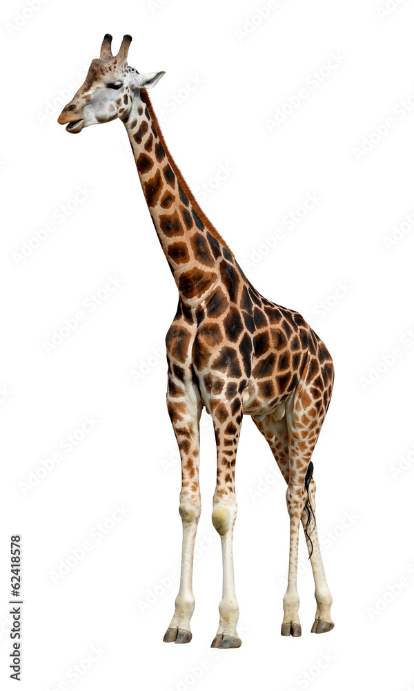 Fototapeta premium giraffe isolated