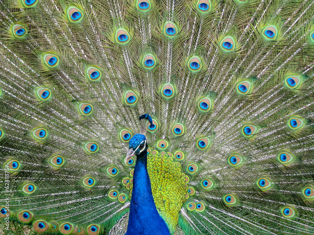 Obraz premium Peacock