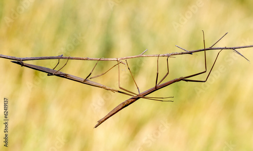 Walking stick, Diapheromera femorata, Phasmatodea