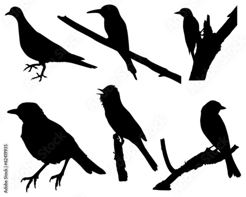 Birds Silhouettes