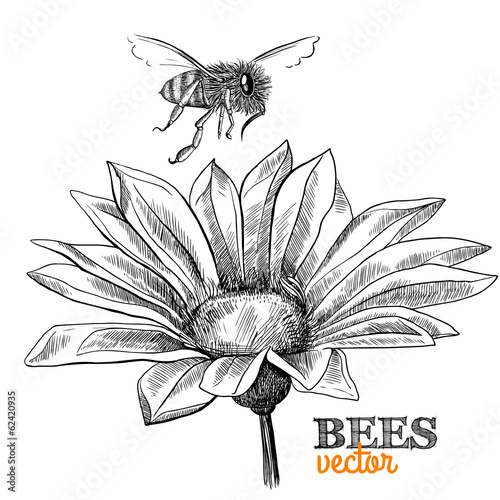 Flying honey bee and blossoming flower