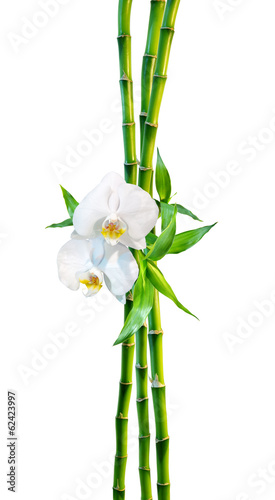 Fototapeta Naklejka Na Ścianę i Meble -  couple concept - two orchid flowers and shoots bamboo