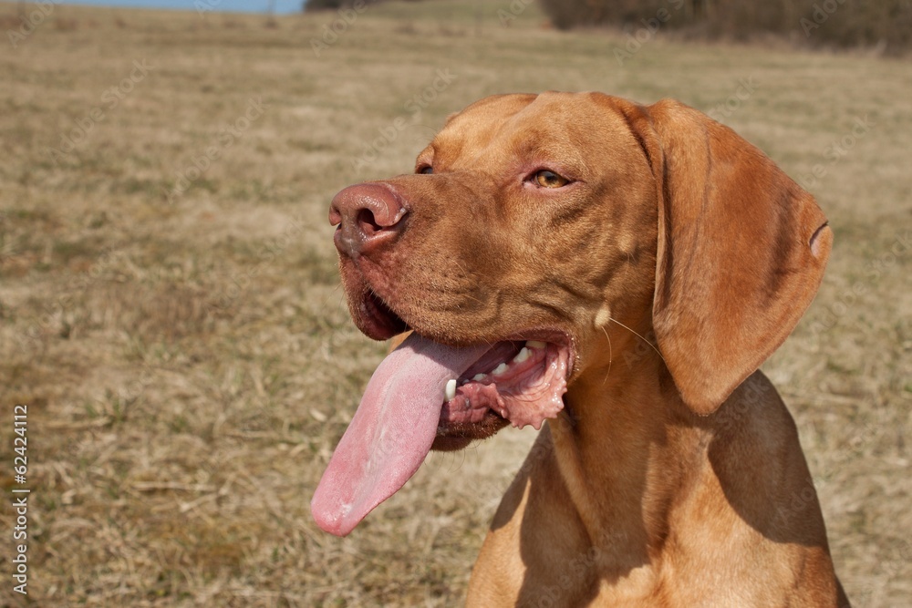 A vizsla dog sticks out its tongue, Hungarian pointer