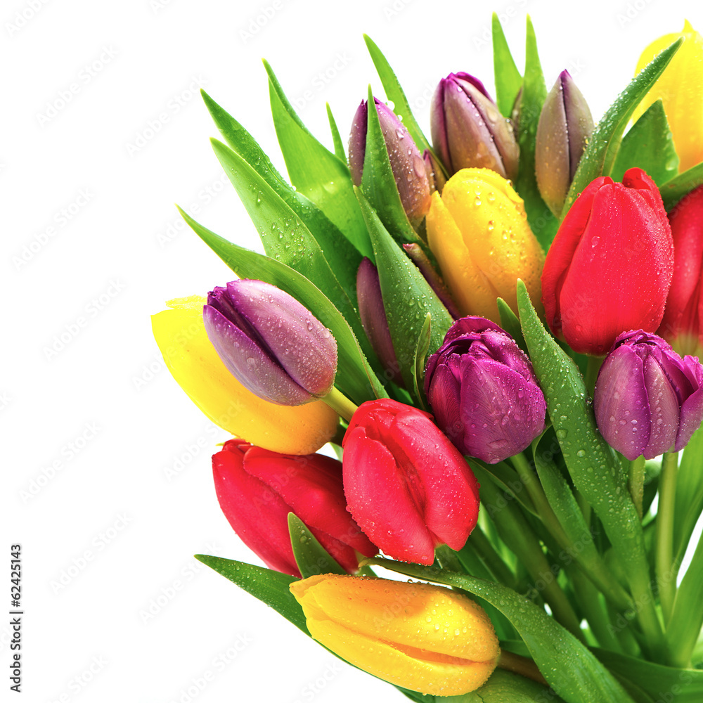 Fototapeta premium fresh spring tulip flowers with water drops