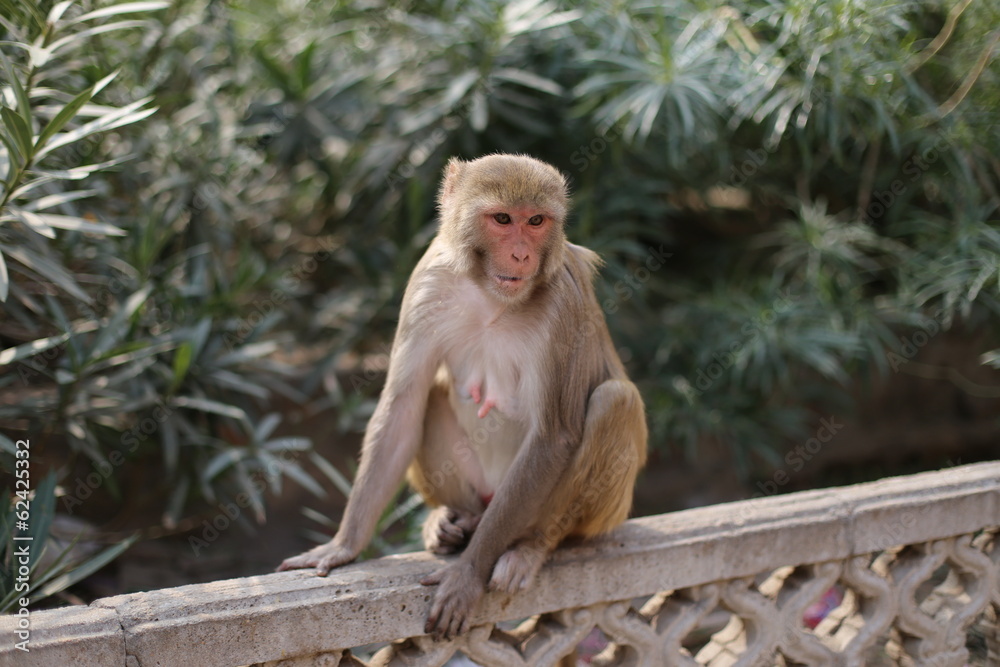 Obraz premium Monkey