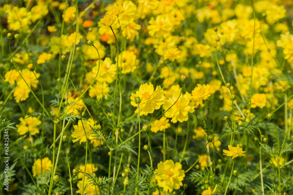 Obraz premium Beautiful yellow flowers
