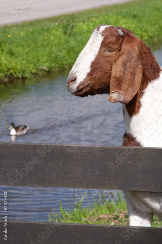 Ziege mit Zaun und Ente