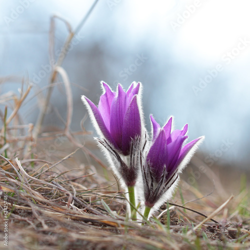 Young spring purple pasque flowers in bloom in a meadow