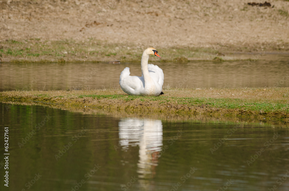 IL CIGNO IL CIGNO