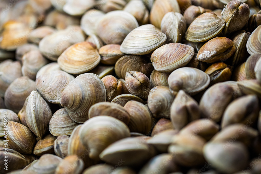 Clams in the Fish Counter of a Restaurant