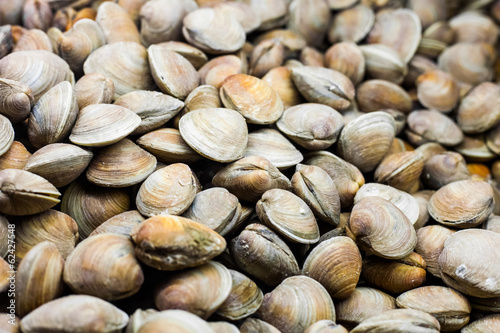 Clams in the Fish Counter of a Restaurant